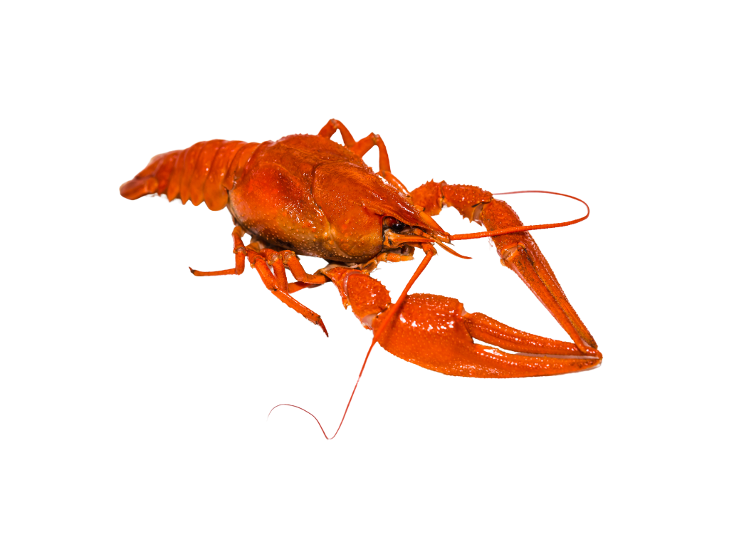 Homard (8,00 kg)