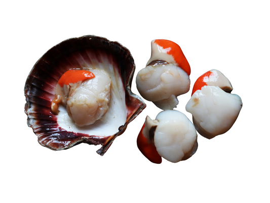 Noix de Saint Jacques Décortiqués sans Corail (2,00 Kg)