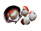 Noix de Saint Jacques Décortiqués sans Corail (2,00 Kg)