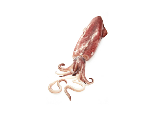 Supion Encornet (3,00 Kg)