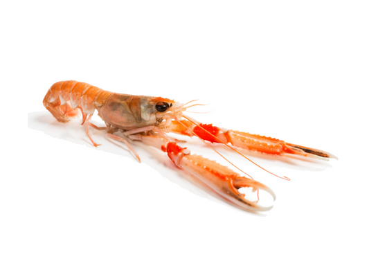 Langoustine 16/20 (1,00 kg)