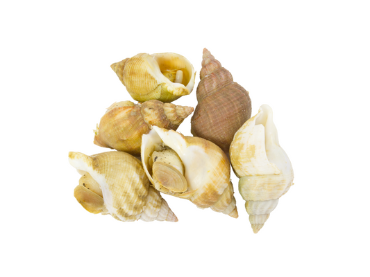 Bulots vivants (3,00 kg)