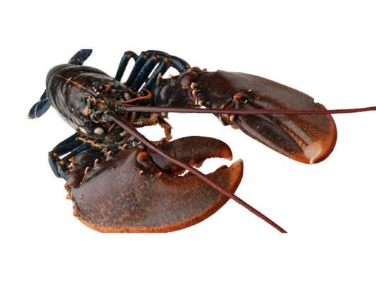 Homard européen vivant