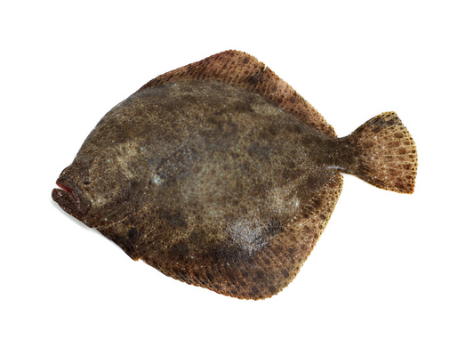 Turbot de pêche