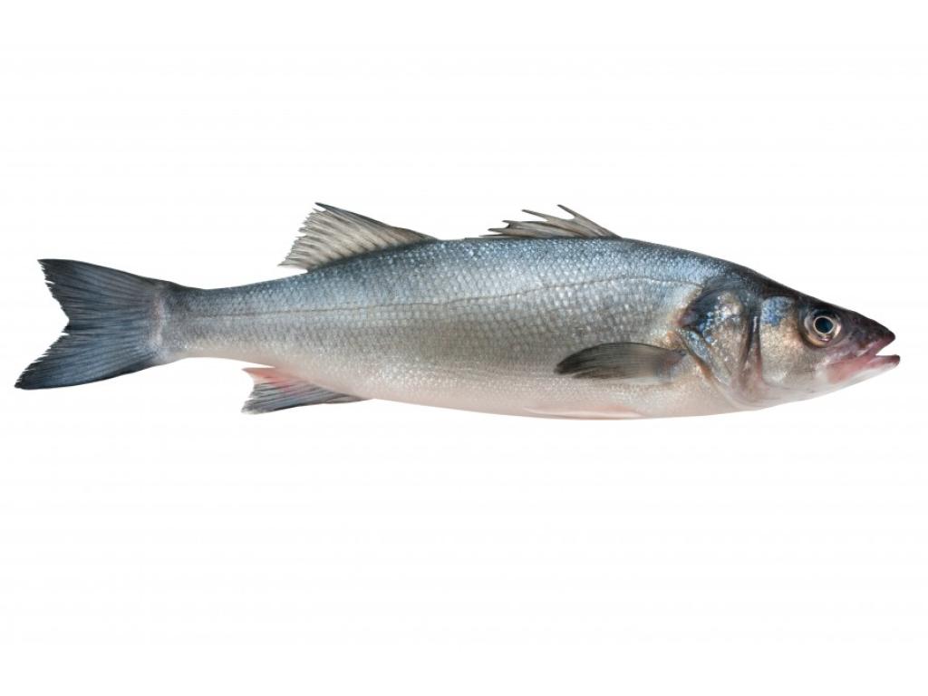 Bar de pêche
