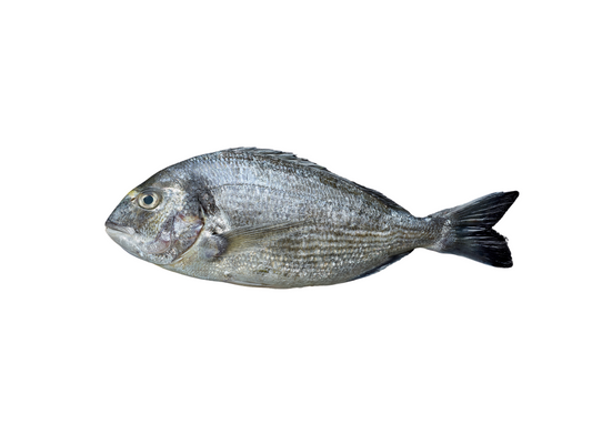 Dorade royale d'élevage