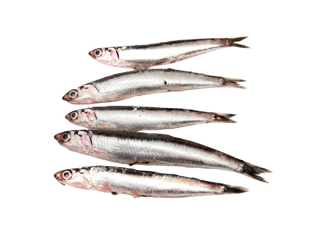 Filets de Sardine au Basilic (1,00 kg)