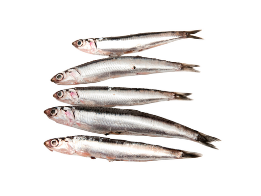 Filets de Sardine au Basilic (1,00 kg)