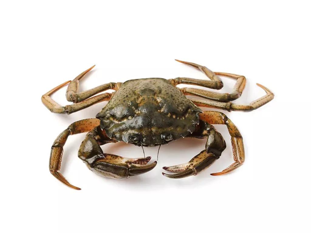 Crabe Vert Vivant (5,00 kg)