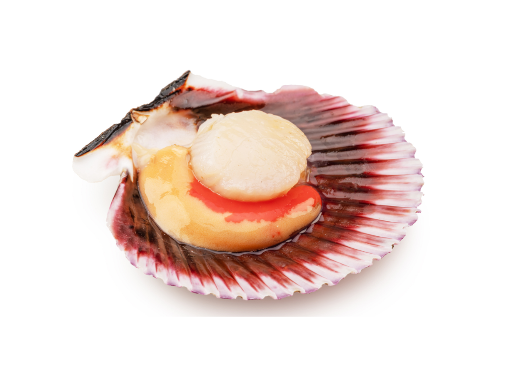 Noix de Saint Jacques avec Corail (2,00 kg)