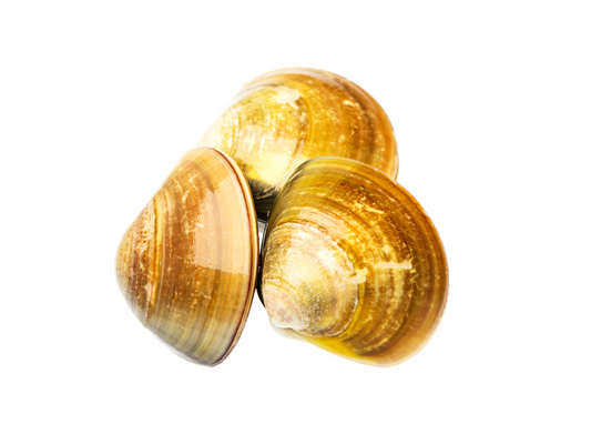 Palourde (3,00 kg)