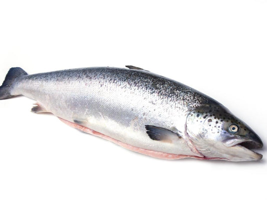 Saumon d'Écosse
