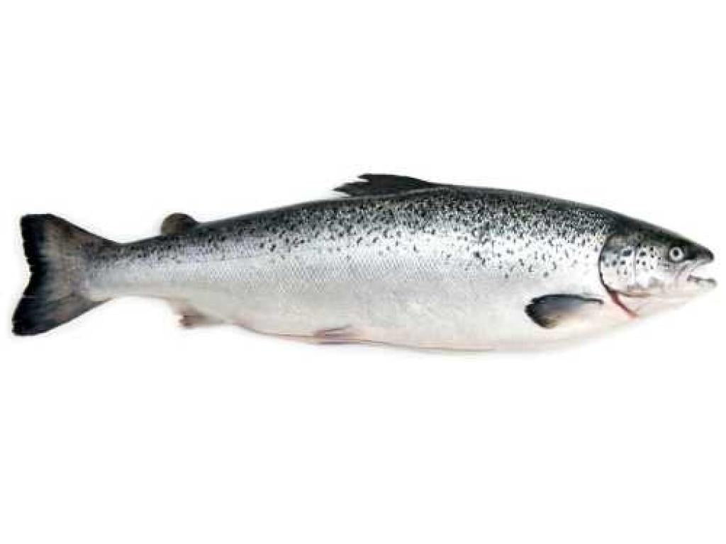 Saumon de Norvège
