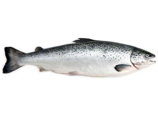 Saumon de Norvège